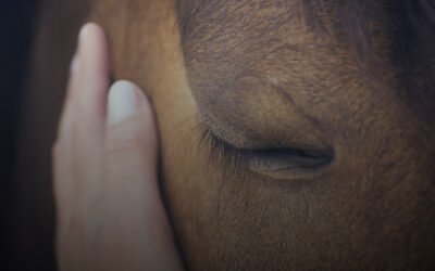 The Power of Brand Storytelling: Connecting Emotionally with Your Audience